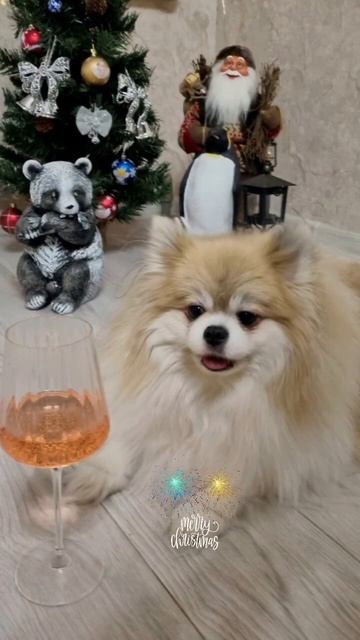 #dog #perro #любимые #собака #собаки #шпиц #happy #new #beautiful #baby #merrychristmas #newyear