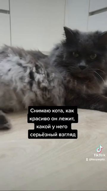 Мои шпиц и кот очень разные по темпераменту!
