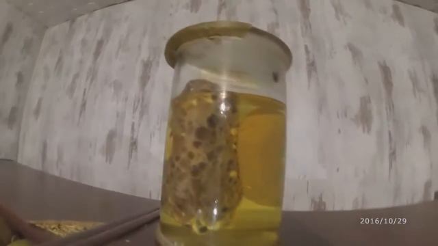 Мопс навестил родственников и друзей