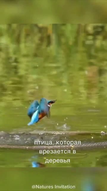 птица, которая врезается в деревья