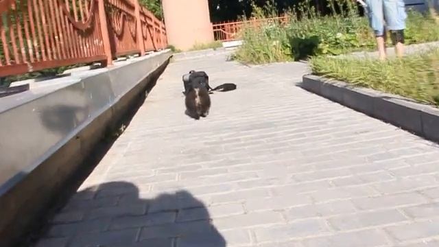 Померанский шпиц. Щенки.