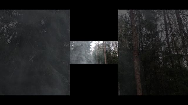 Сибирский лес!