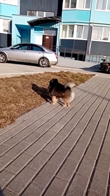 я не трус, но я боюсь. померанский шпиц Микки, на прогулке