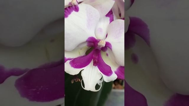 ОРХИДЕЯ Антура и Молния после пересадки