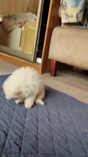 шпиц )) 89672457073