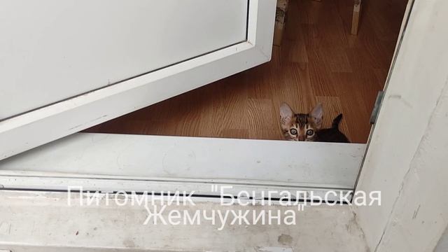 Питомник Бенгальская Жемчужина котята