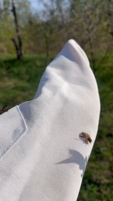 Только что вылупившиеся пчёлки #молодыепчёлки #вкусномёд #мёд #пчелиныйвоск #воск #bee #honey