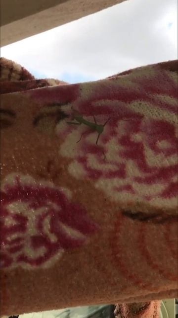 Богомол который смог