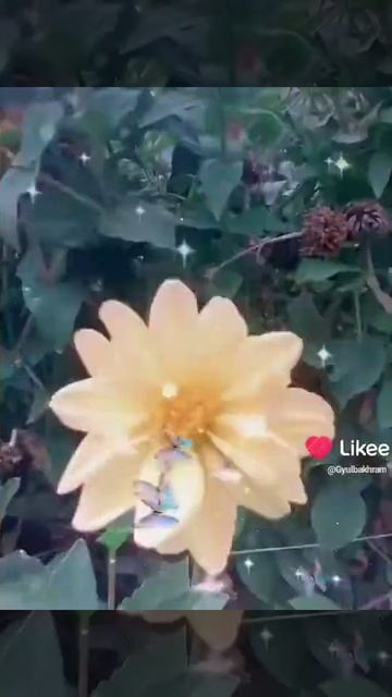 мои фото цветов. Прямая реклама приложение Like