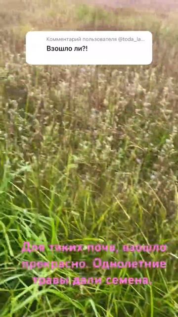 Результат гидропосева на бедные почвы  #гидропосев ￼?