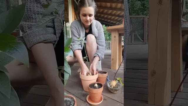Пересадка Авокадо! #nature #дача