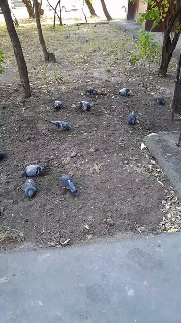 Голуби клюют семена травы #птицы #moscow #голуби #осень #ок