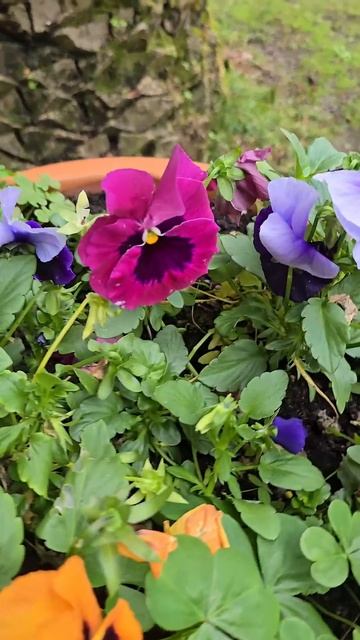 🌺🌺🌺 Яркие анютки‼️🌺🌺🌺 #красивыецветы #flowers #соч