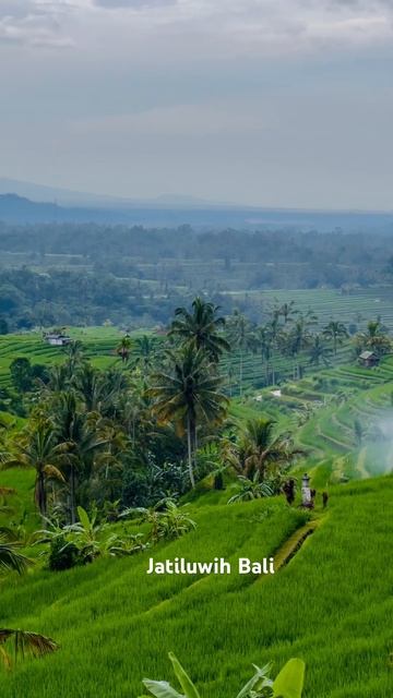 Jatiluwih - Самые большие рисовые террасы на Бали .#Bali