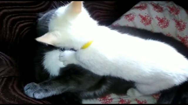 Приключения Снежка #1