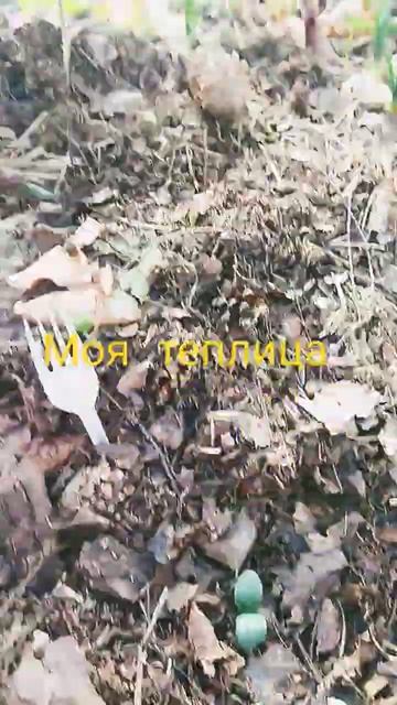 Эксперименты для раннего урожая огурцов и томатов #да?