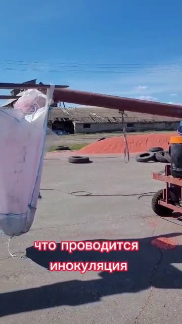 Инокуляция семян сои