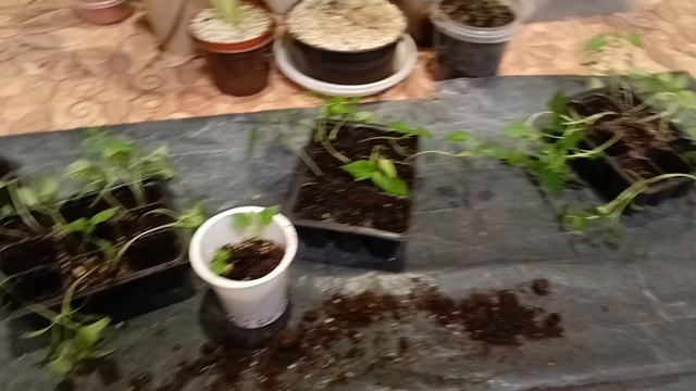 Пересадка острого перца🌶️ 01.02.25 #город61 #острыйперец