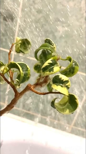 Горячий душ для растений #plants #каудекс #bonsai #горячийдуш