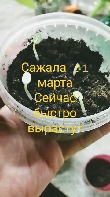 Огурцы на доращивание для раннего урожая #дача #огород