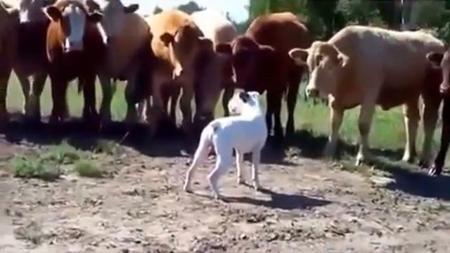 ПРИКОЛЫ СТОЙКИЙ БОКСЕР НА ПЕРЕГОВОРАХ С БЫКАМИ!!!!