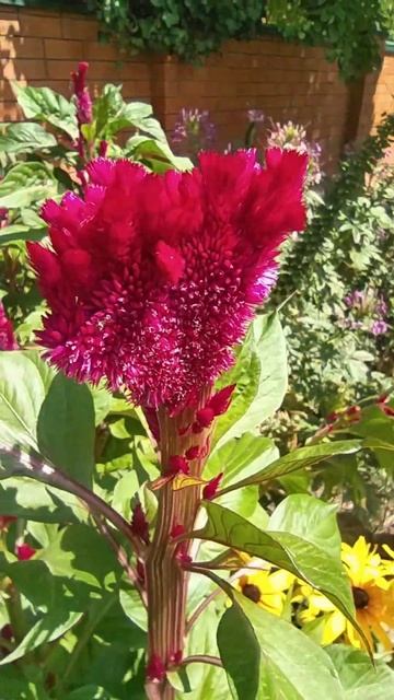 Целозия гребенчатая.