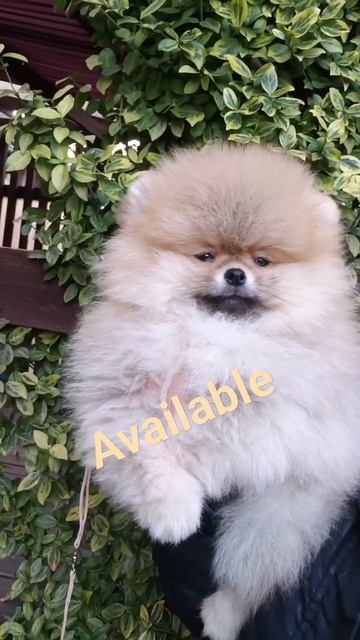 🐶Парень повышенной пушистости!!! 11/11/2023 РКФ #pomeranian #spitz #щенкишпица #померанский #собака