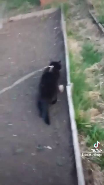 кошка в огороде