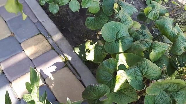 ОБРОБІТЬ ПОМІДОРИ- ЩОБ БУТИ З ВРОЖАЄМ!!