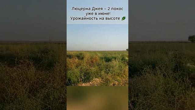 Люцерна Джея  2 покос уже в июне! Урожайность на высот