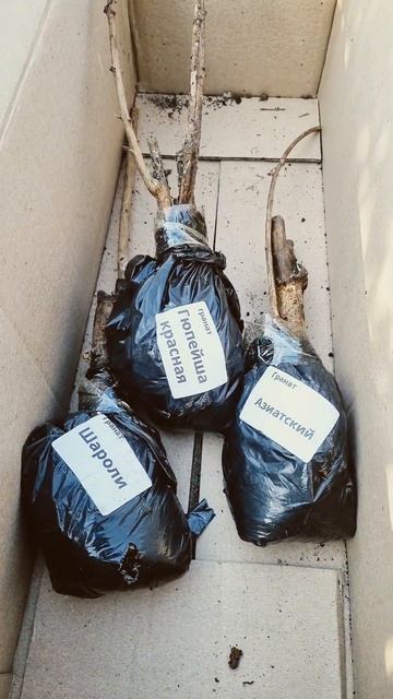 #садовод #агро #гранат #садоводство #село