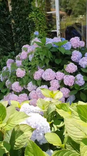 #hydrangea#macrophylla#hortensia#гортензия#garden#гортензія #shorts#アジサイ