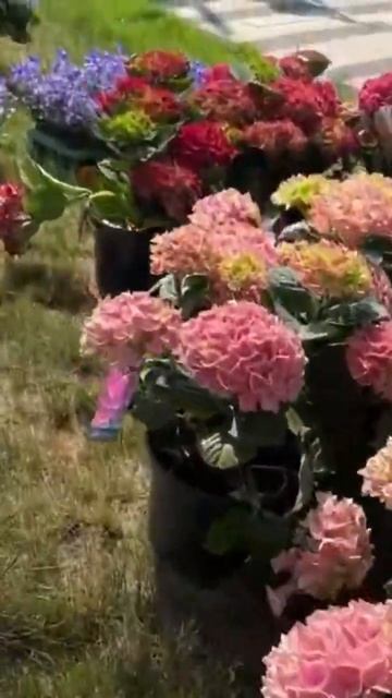 Шикарное озеленение ресторан - это к нам#ландшафт#озел