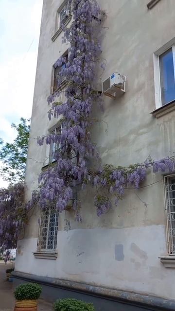 Глициния- моё весеннее счастье💜