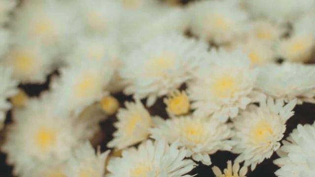 Жена стала часто ходить к племенному коню… А едва фер?