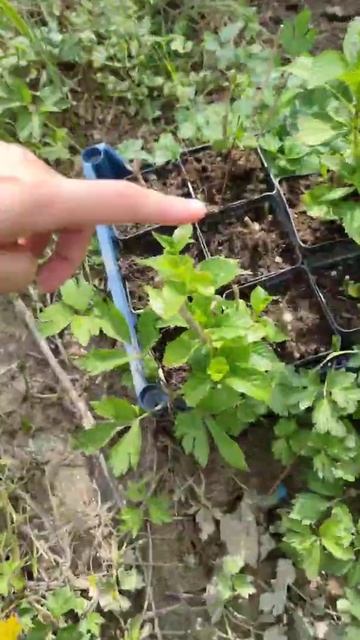 Гортензия Красная (крупнолистная)