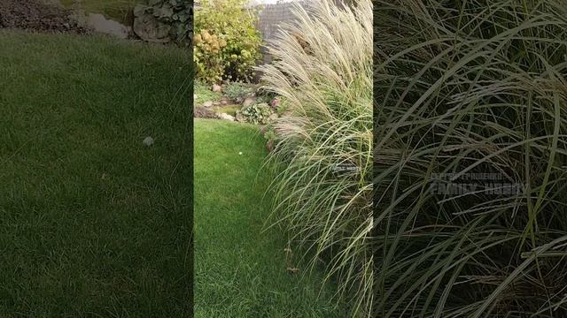 9 октября💐в нашем саду #цветы #гортензиюкупить #ландш?