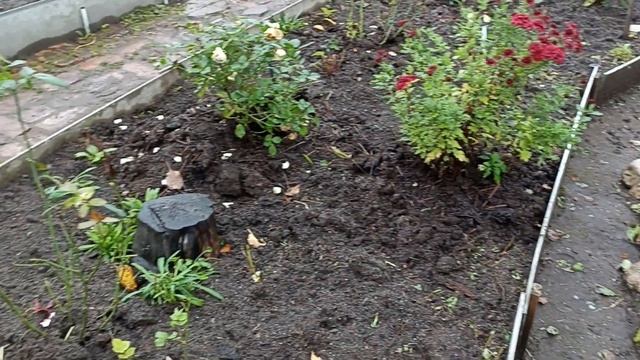 Закрытие сезона  Буду ли обрезать гортензию