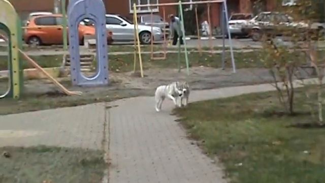 лила и хопа