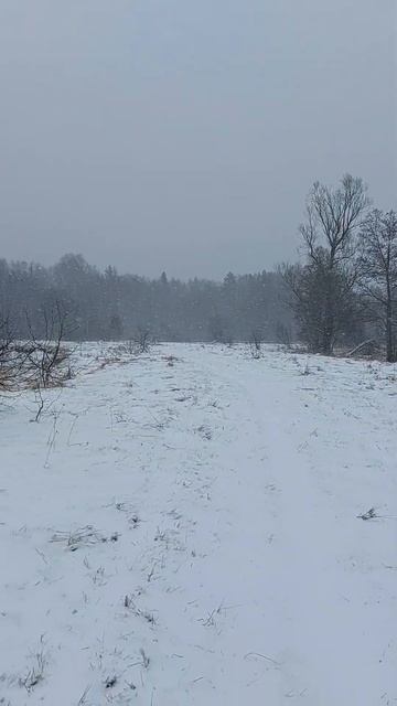 КАК РЕКА МЕНЯЕТ РУСЛО? СТАРИЧНЫЕ ОЗЁРА #природа #ландш?