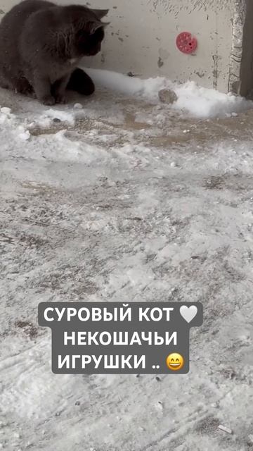 ЛАЙК 👍 ЕСЛИ МОЙ КОТ РАСТОПИЛ ТВОЕ СЕРДЕЧКО 🤍ЕСТЬ ТУТ