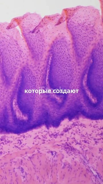 Самый интересный факт в мире! #факты