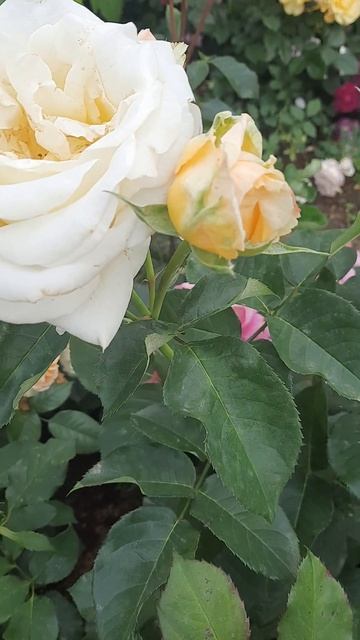 Шопен(Ghopin) #розы #garden #цветы #сад #дача #питомник #ольгар?