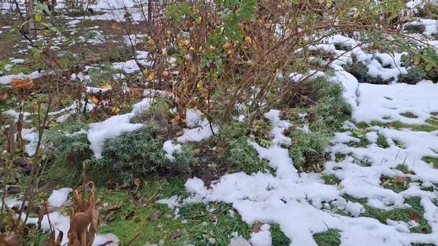 Осінь добігає кінця. Укриваю широколисті гортензії на