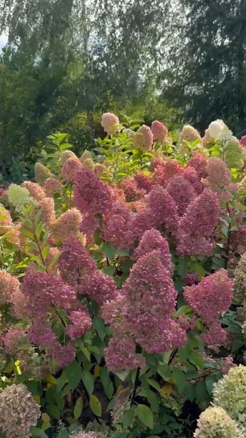 41705784a2120028480276e747c7430f