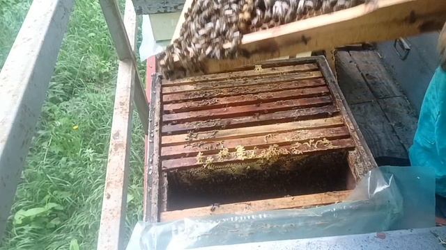 Внимание!!! не упустите момент, РОЙКА начинается!!!