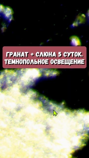 Гранат + слюна.  Проверка на рост грибка #подмикроскопо
