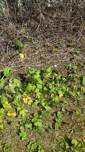 как выглядит обработка от борщевика #озеленение #сад #?