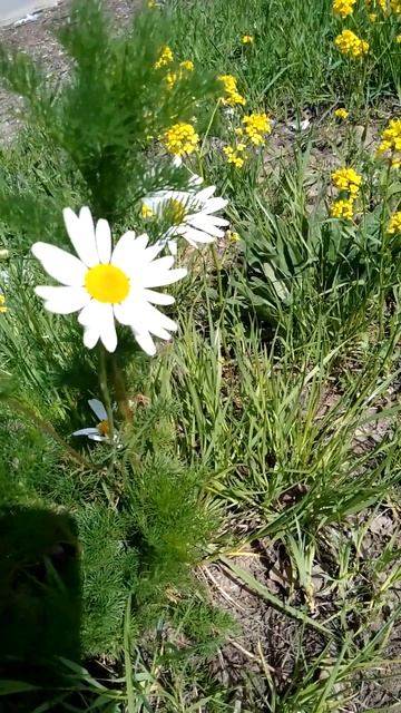 Весенние ромашки у гостиницы.