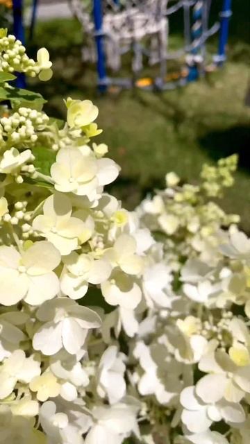 гортензий не бывает РОЗОВЫХ, бывают Розовеющие